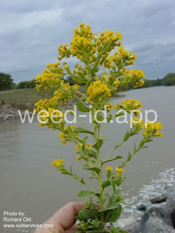 goldenrod, rigid